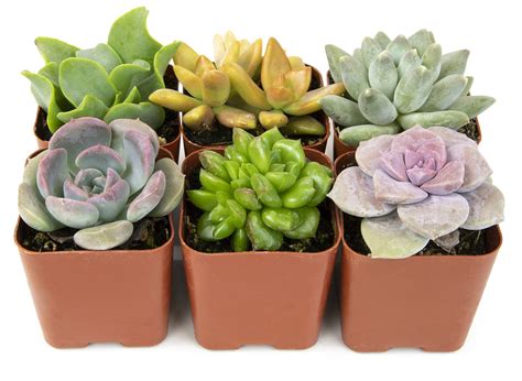 Buy Succulents s Live (6PK) Potted Succulent s Live House s, Cactus s Live s Indoor s Live ...