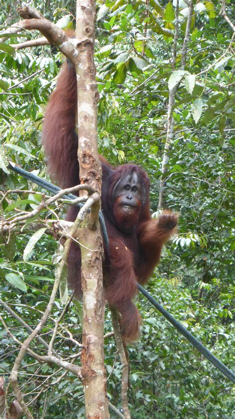 Save The Orang Utans | Travel Tips for Holidays Around the World