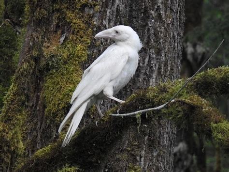 a common raven with leucism. leucism is similar to... - Orion | Albino ...