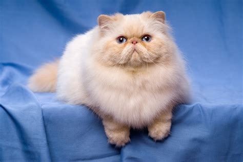 61 Types of Persian Cat Colors (With Info & Pictures) | Hepper