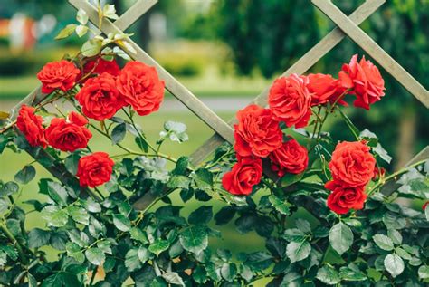 How to Grow Climbing Roses in Your Garden | Garden Design