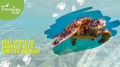 10 Best Spots to Turtle Snorkeling in Maui