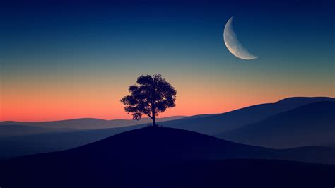 Tree Alone Dark Evening - backiee