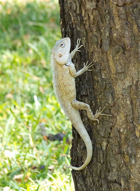 Lizard - Oriental Garden Lizard Information for Kids