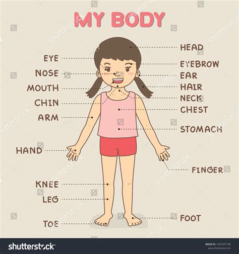 Human Body Parts Poster For Kids