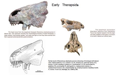 early therapsids Reptiles, Mammals, Sabertooth, Extinction, Fauna, Fossil, Moose Art, Survival ...