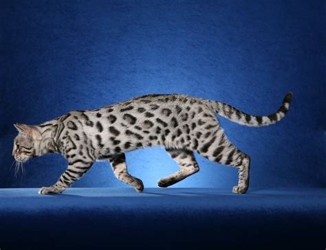 Bengal Cat One of The World’s Most Expensive Cat – InspirationSeek.com