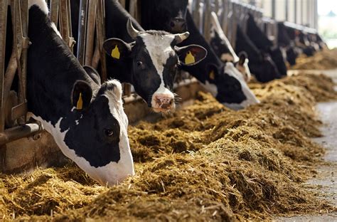 Dairy farming isn’t dying: A response to The Washington Post | AGDAILY