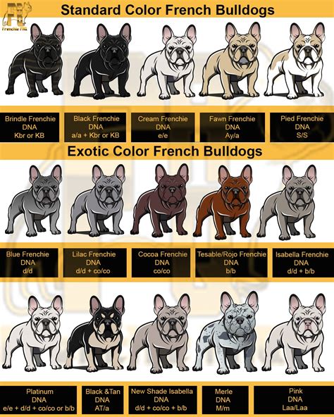 French Bulldog Dna Color Chart | Portal.posgradount.edu.pe