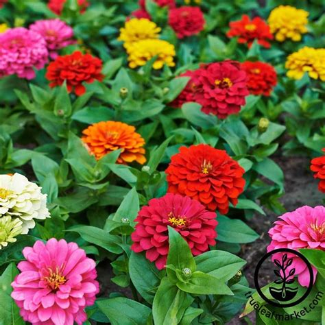 Zinnia Dahlia Flowered Mixture Seed | Zinnia flowers, Flower seeds, Zinnias