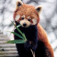 Panda in Japanese - Names of Animals in Japanese