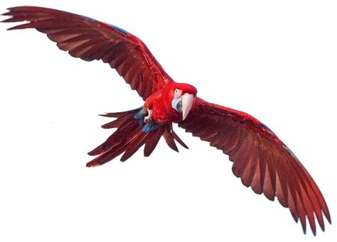 Macaw Free PNG Image | PNG All