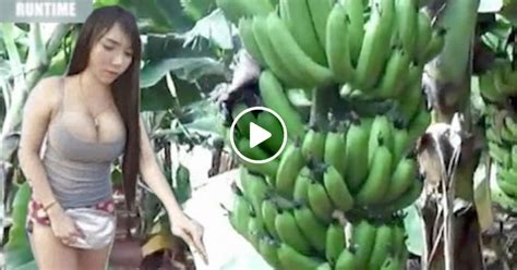 The Amazing Process Of Planting, Harvesting, And Processing Bananas - Daily News