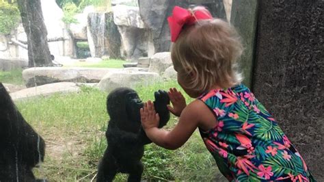 Baby gorilla and baby girl make an adorable connection | CNN