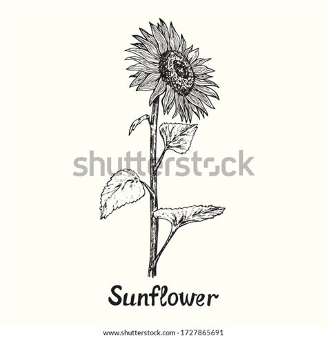 Sunflower On Stem Leaves Side View Stock Vector (Royalty Free) 1727865691 | Shutterstock