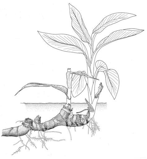 a drawing of a plant growing from the ground with roots and leaves on it's sides