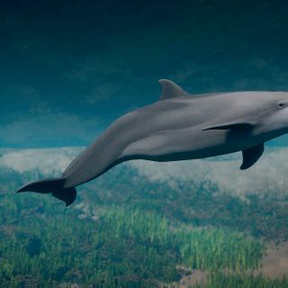 Bottlenose Dolphin - New Species V1.10 | Planet Zoo Mod Download