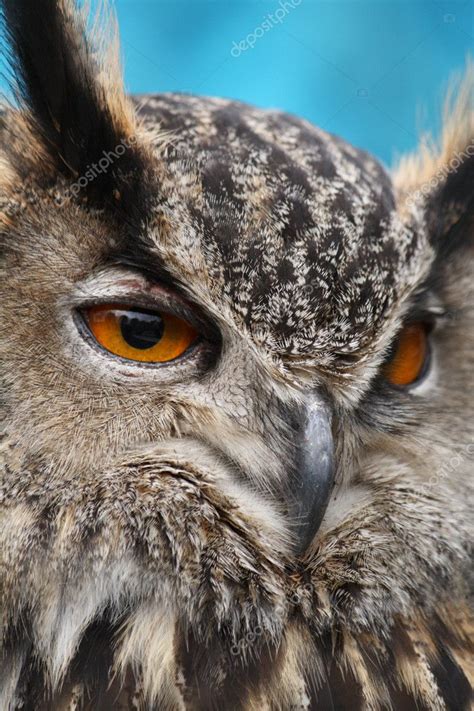 Eagle Owl close up — Stock Photo © johnbraid #11462725