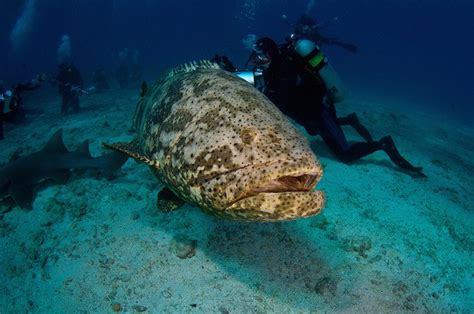 goliath grouper eats shark