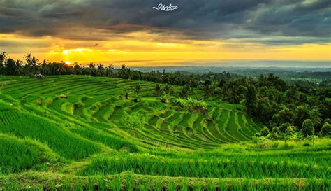 Gambar Pemandangan Sawah yang Indah | Natural scenery, Rice terraces, Landscape photos