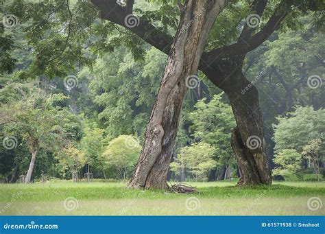 Shade tree in the park stock photo. Image of seasonal - 61571938