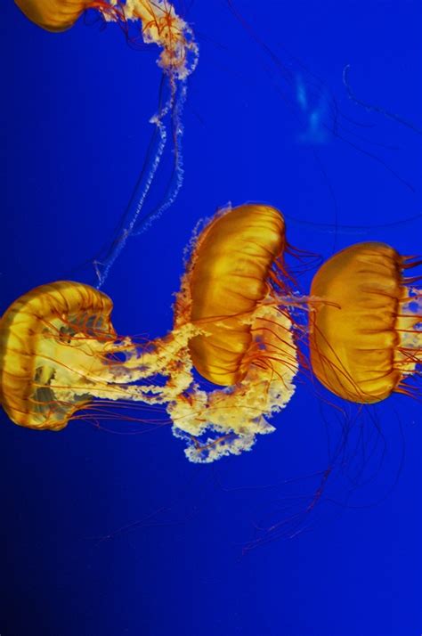 Jellyfish, Aquarium | Aquarium, Pets, Nature