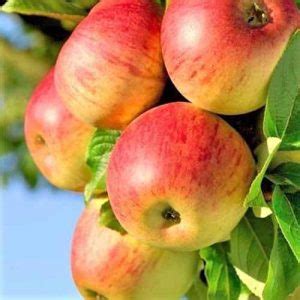 19 Best Apple Tree Varieties (with a Guide to Flowering Groups) | Gardener's Path