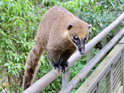 A coati guides me to the Iguazu Falls