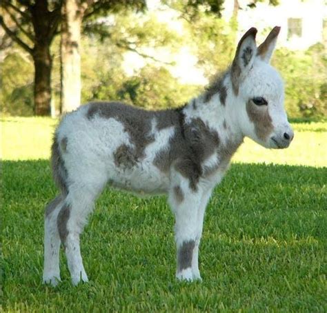 All I want in life is a baby donkey. Baby Donkey, Mini Donkey, Cute Donkey, Farm Animals ...