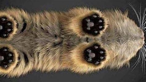 Cat Feet Anatomy