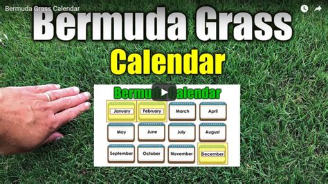 Bermuda Grass Calendar