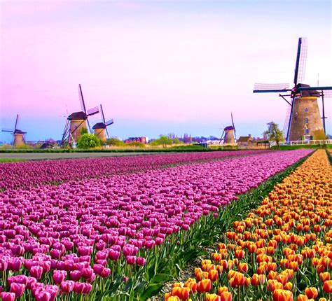 Amsterdam Tulips How To See These Majestic Blooms in 2020 | Amsterdam tulips, Tulip fields ...