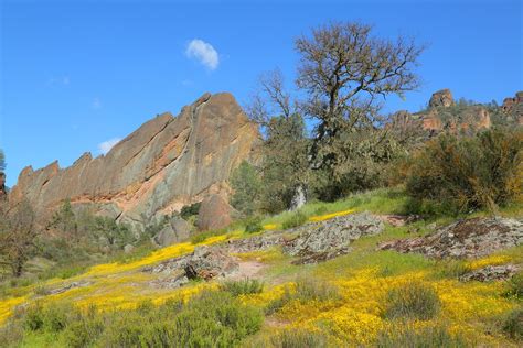 Chaparral Gardening Tips – Learn About Planting In Chaparral Climates