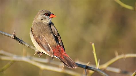 Adorable Strawberry Finches Change Color to Find a Mate