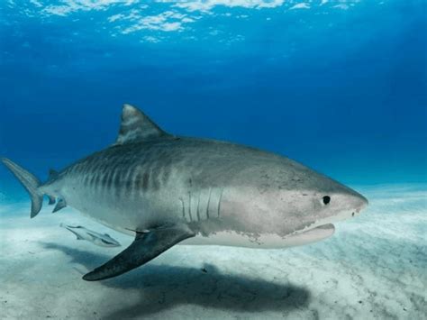 Tiger Shark Facts - CRITTERFACTS