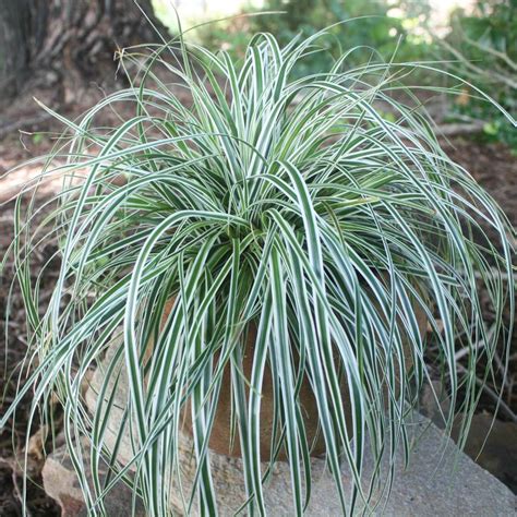 Carex oshimensis 'Everest' Sedge from Sandy's Plants