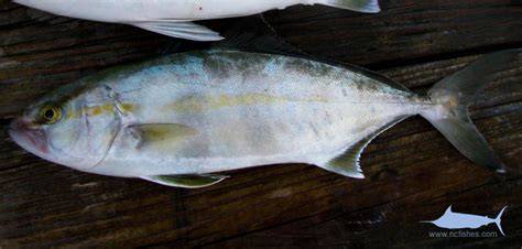 Amberjack Identification » NCFishes.com