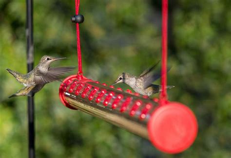 Single Port Hummingbird Feeders