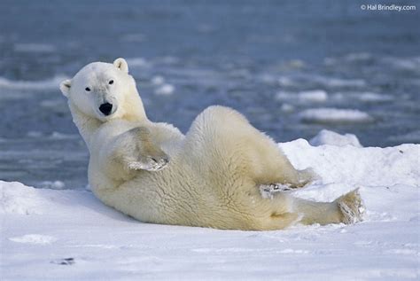 Photo of the Week: Polar Bear in Churchill Manitoba, Canada