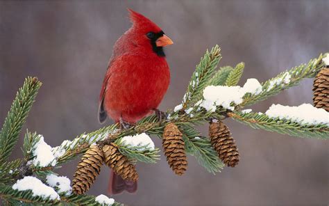 Gorgeous Male Cardinal In Winter wallpaper | nature and landscape | Wallpaper Better