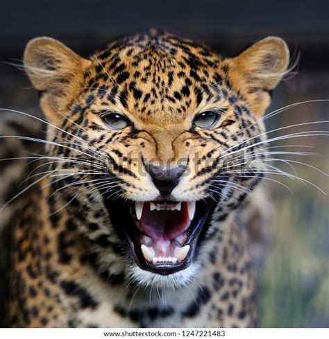 Angry Leopard Face: Over 4,801 Royalty-Free Licensable Stock Photos | Shutterstock