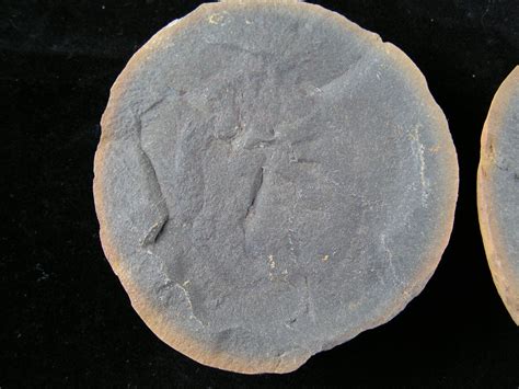 Show Us Your Jellyfish Fossils - Member Collections - The Fossil Forum