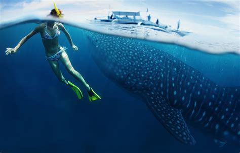 15 Interesting Whale Shark Facts Every Diver Should Know