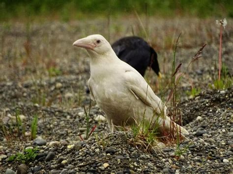 A white raven has appeared on the Kenai Peninsula