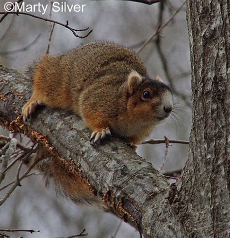 Tennessee Watchable Wildlife | Eastern Fox Squirrel (Hunted)