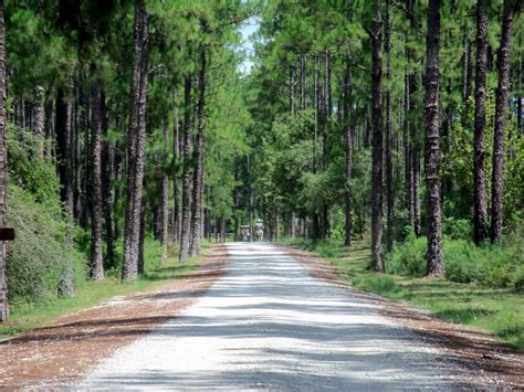 Traveling with the Longdogs: Pine Log Florida State Forest