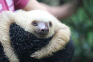 Sloths Make The Laziest Animal Babies On Earth