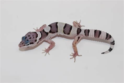 Snow (Gem) - Leopard Gecko Traits - Morphpedia