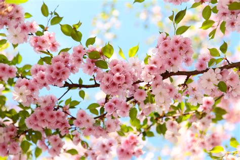 Cherry Blossom Wallpapers HD - Wallpaper Cave