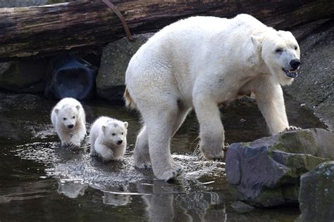 Cute Polar Bear Cubs Splash Through the Water Picture | Cutest baby animals from around the ...